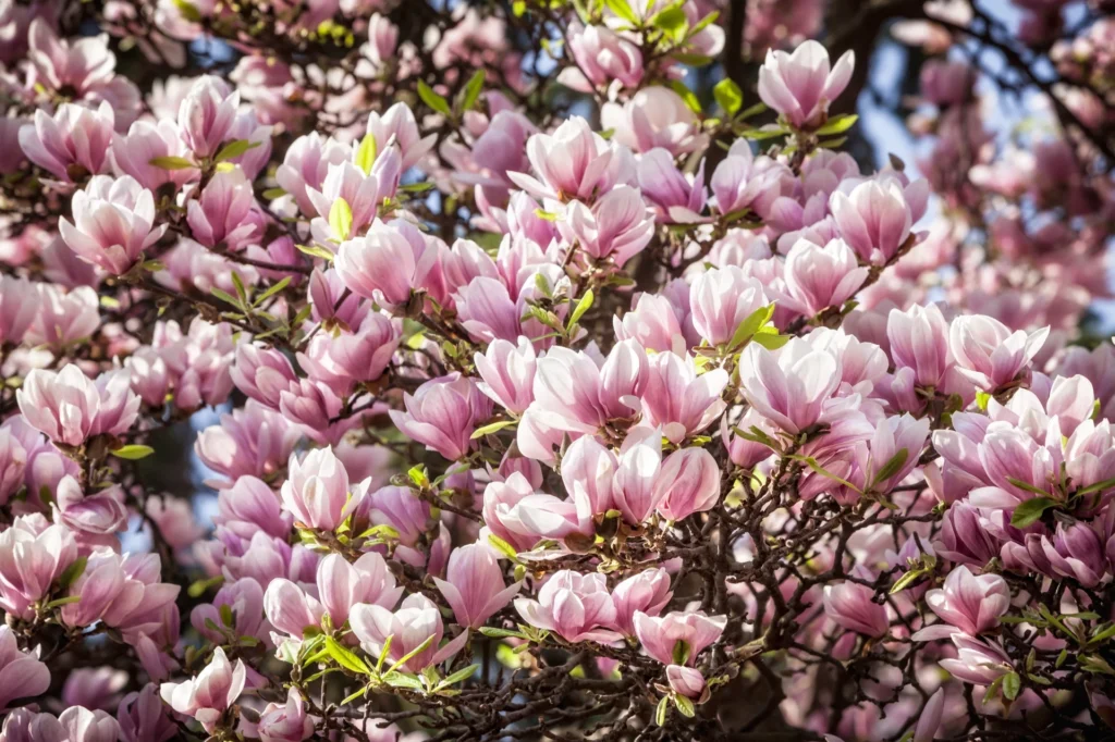 Con questa semplice procedura, Magnolia sarà coperta di fiori. Non perdere la scadenza importante