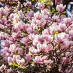 Con questa semplice procedura, Magnolia sarà coperta di fiori. Non perdere la scadenza importante