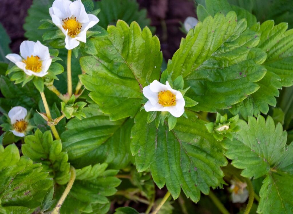 Le fragole cresceranno come erbacce. Preparare regolarmente fertilizzanti liquidi e acqua.