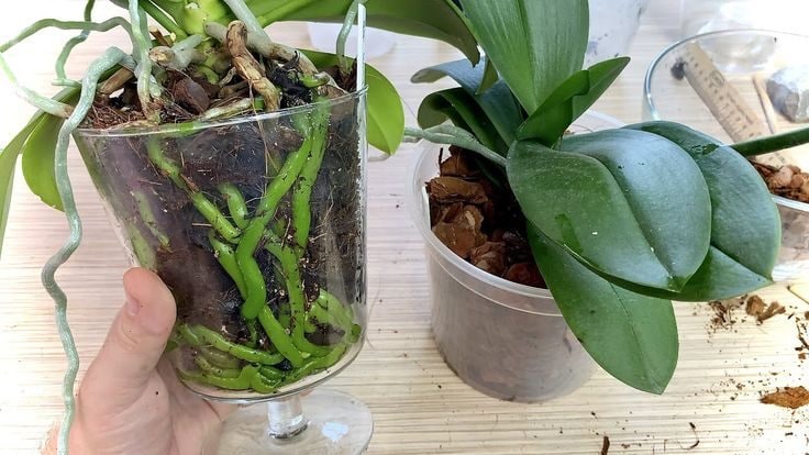Perché mettere un chiodo di garofano nel terriccio delle orchidee: il segreto degli esperti