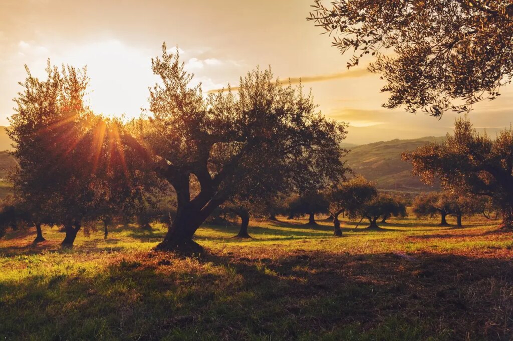 Come potare l’olivo correttamente? Ecco cosa dice il giardiniere