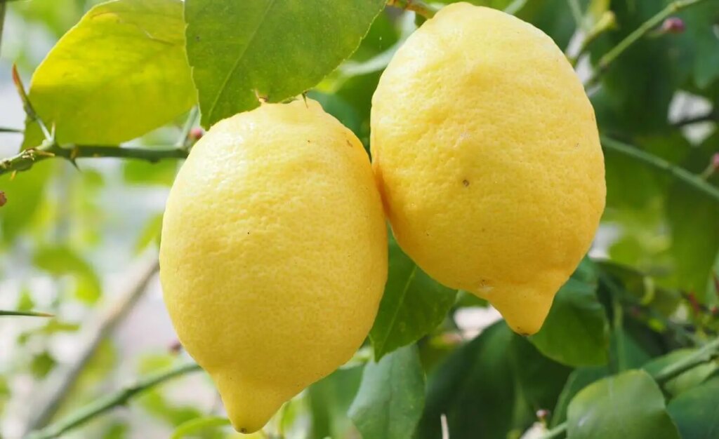 Come far fiorire il limone in casa? Il trucco che tutti i giardinieri usano