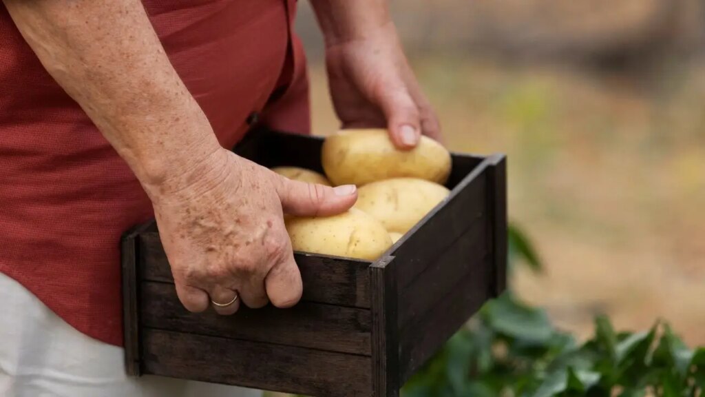 Come seminare le patate? Ecco il metodo del giardiniere