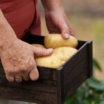 Come seminare le patate? Ecco il metodo del giardiniere