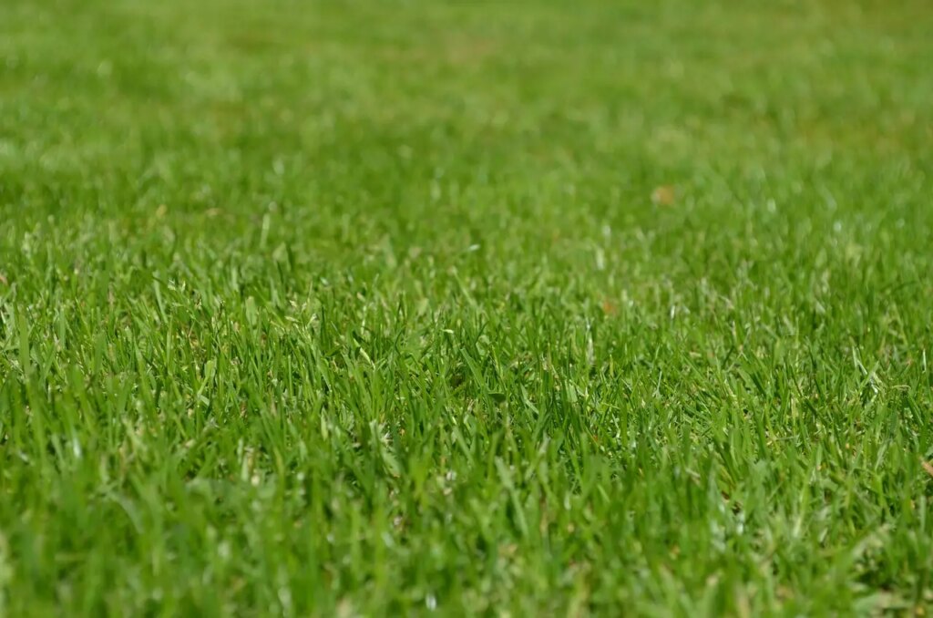 Come eliminare le erbacce dal tuo prato? Ecco il trucco