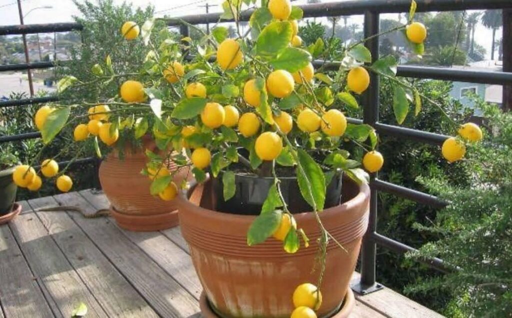 Come coltivare una pianta di limoni: i consigli pratici del giardiniere esperto
