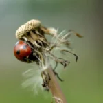 se lo trovi in giardino significa che