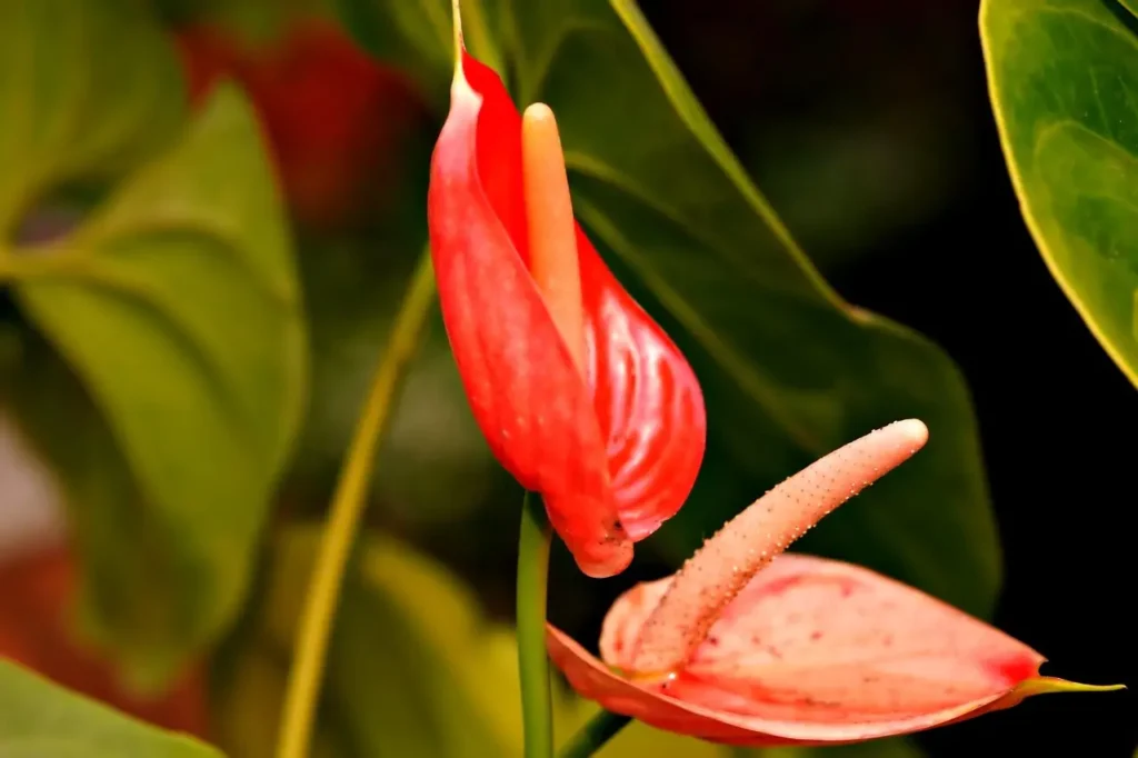 Come tenere un Anthurium in casa? Ecco la guida definitiva