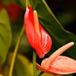 Come tenere un Anthurium in casa? Ecco la guida definitiva