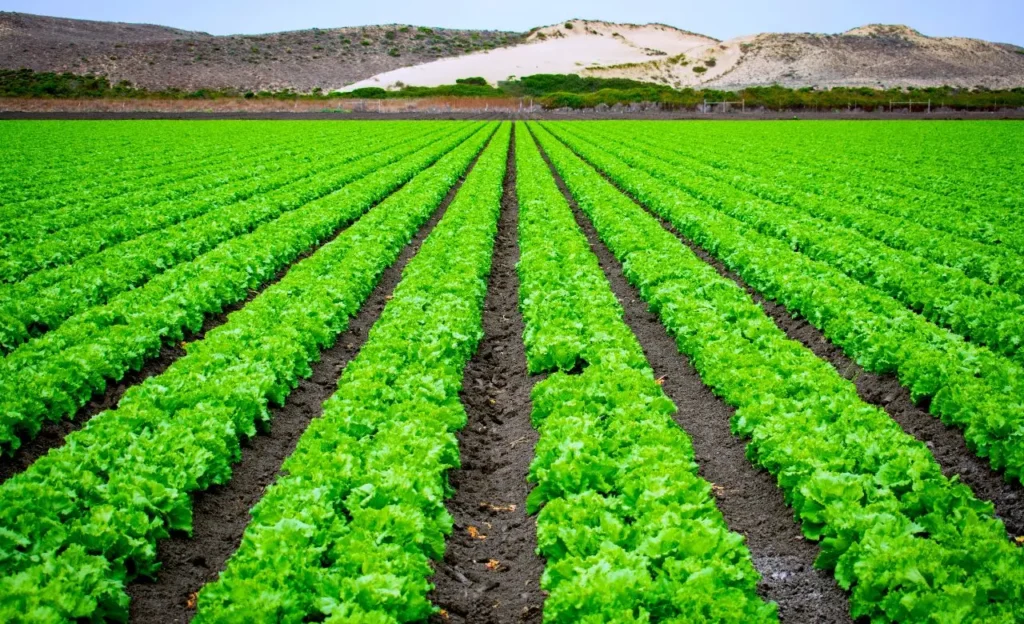 Quanto valgono oggi i terreni agricoli? La risposta ti sorprenderà