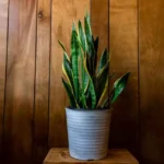 Sansevieria, ecco come curarla: il consiglio del giardiniere