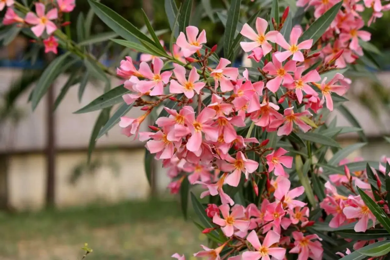 Quando potare l’oleandro? Il consiglio degli esperti per una fioritura rigogliosa