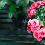 Hai delle rose in giardino? Ecco cosa devi fare a marzo