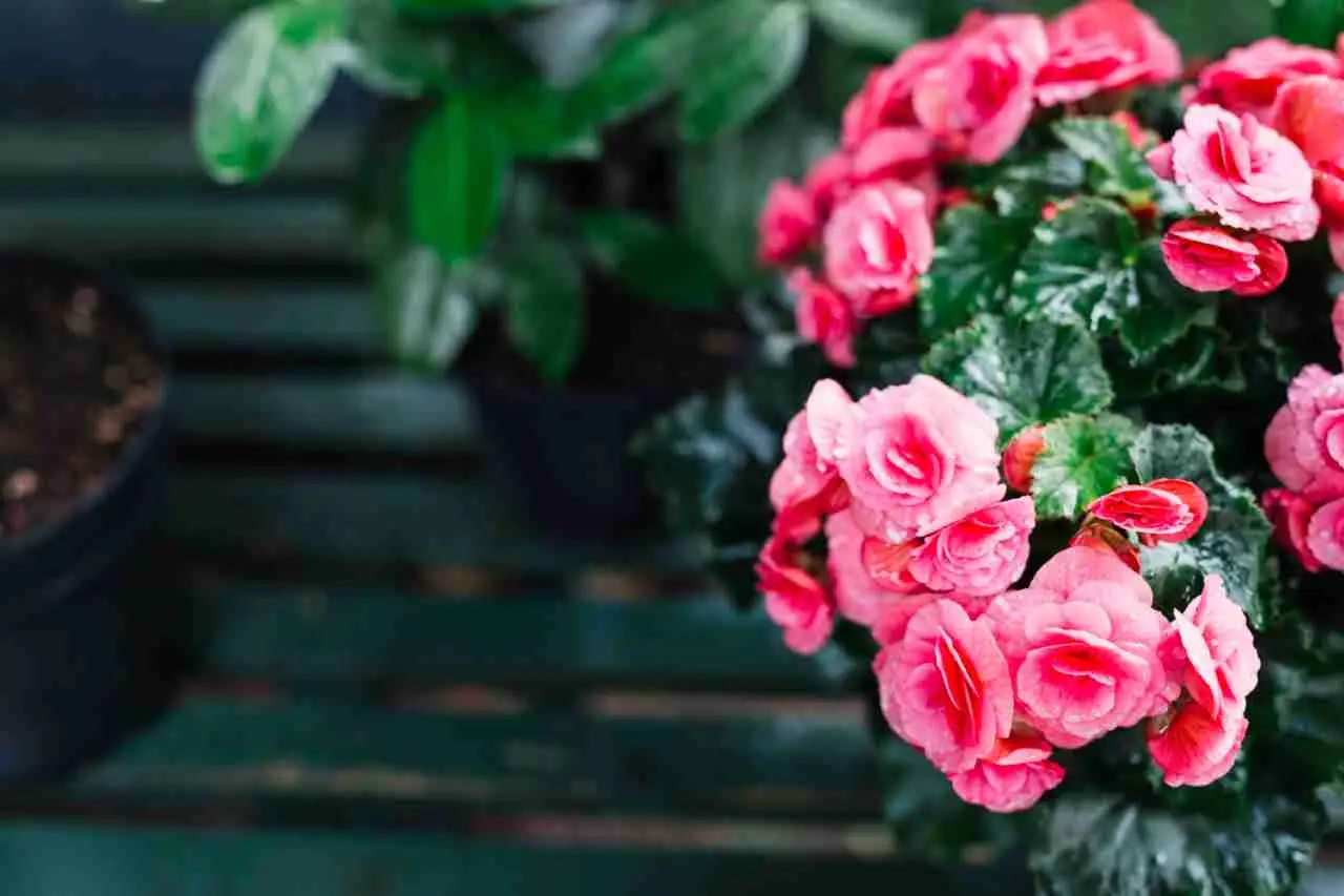 Hai delle rose in giardino? Ecco cosa devi fare a marzo