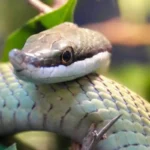 Attenzione a questi serpenti in giardino o nell’orto: ecco cosa potrebbe accadere