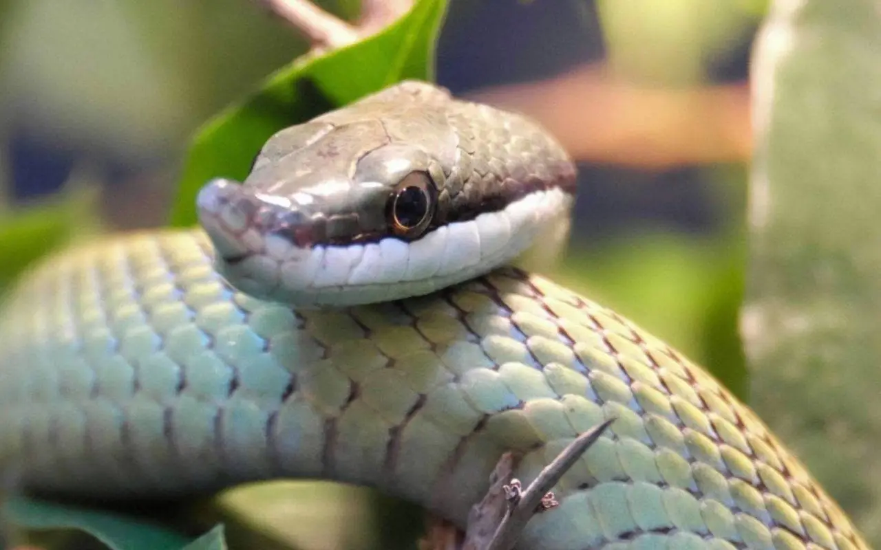 Attenzione a questi serpenti in giardino o nell’orto: ecco cosa potrebbe accadere