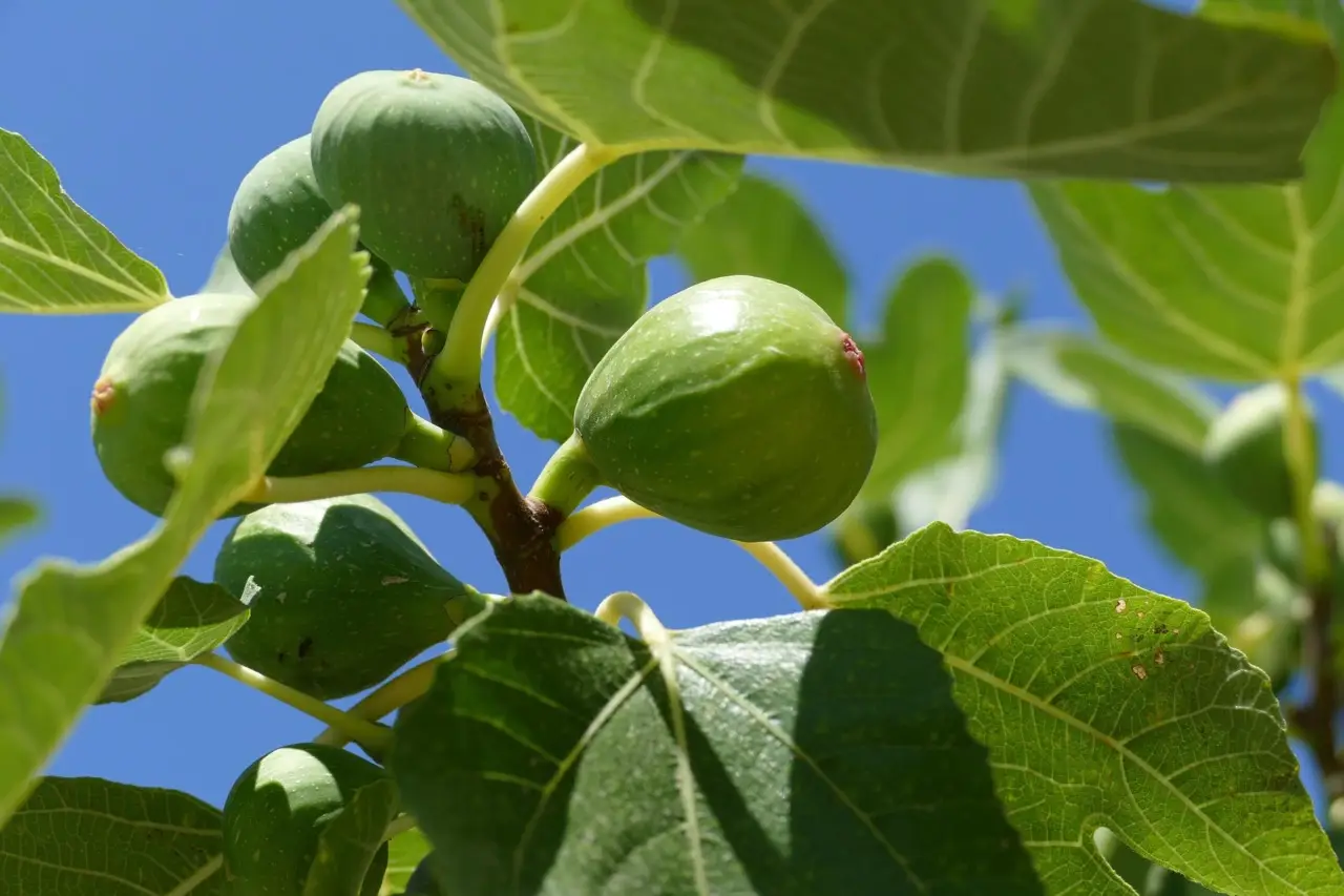 ecco il periodo giusto per avere una pianta sempre rigogliosa