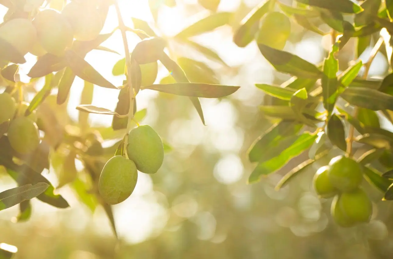 Quando piantare l’ulivo: il consiglio del giardiniere