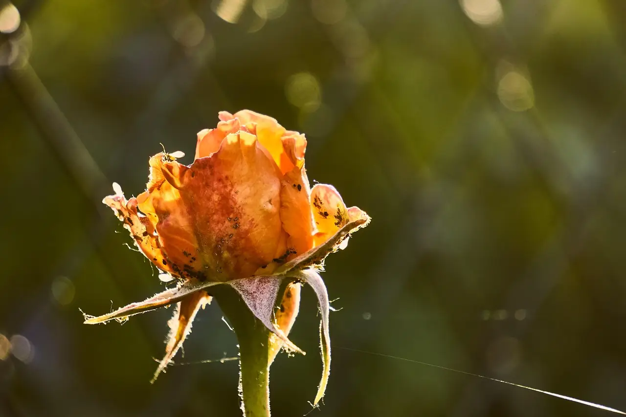 i rimedi naturali più efficaci