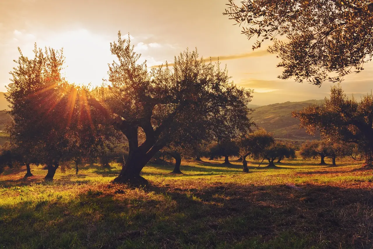 Attenzione a potare l’olivo: ecco cosa devi sapere