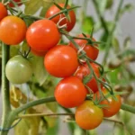 Ecco cosa succede se usi la cenere come concime per i pomodori