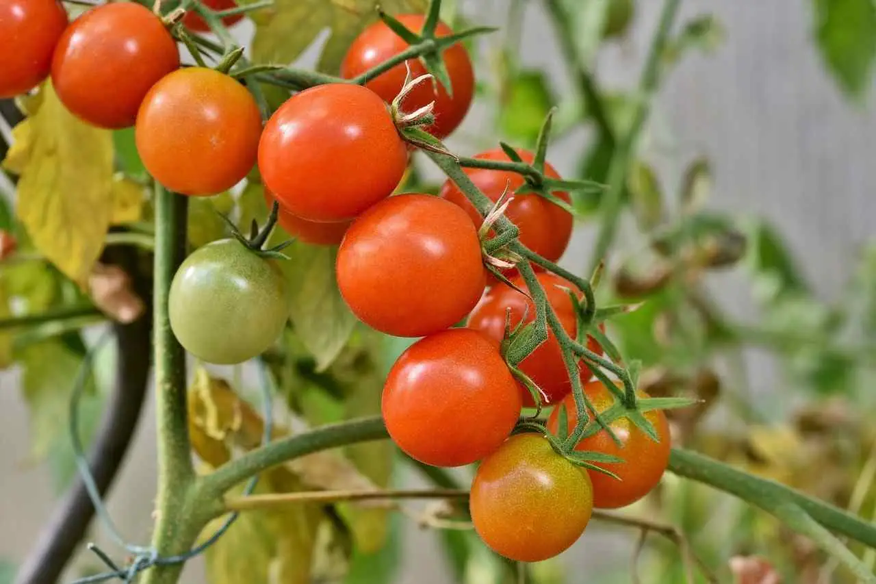 Ecco cosa succede se usi la cenere come concime per i pomodori