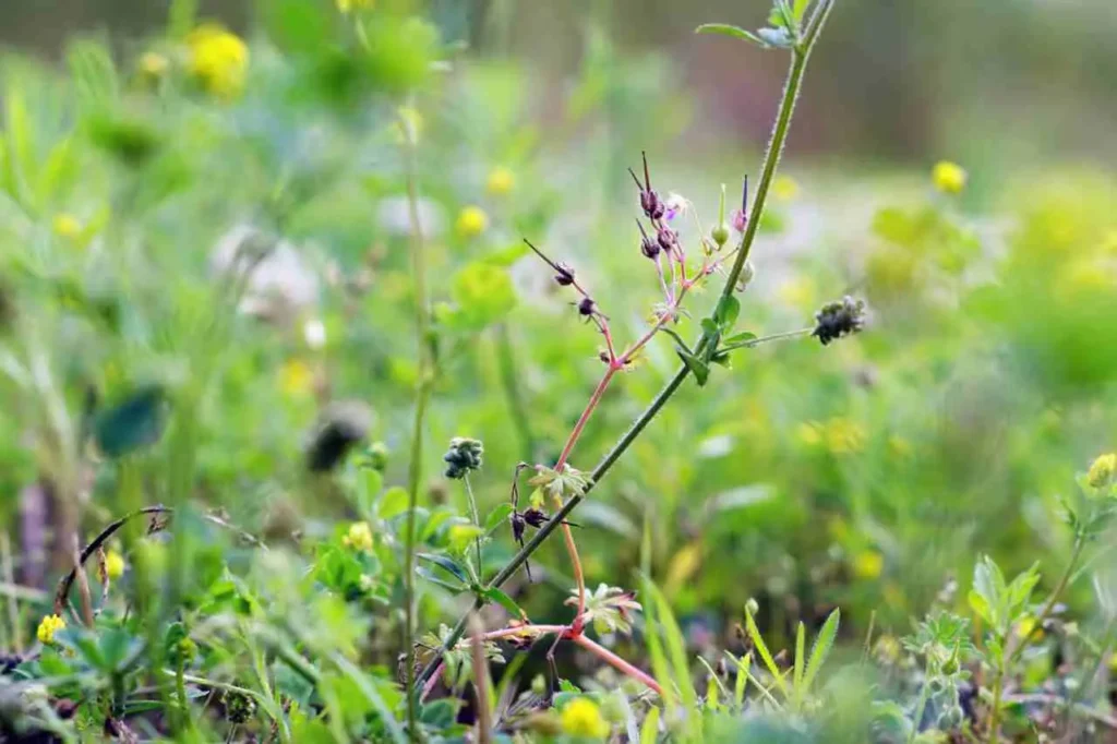 il metodo naturale più efficace