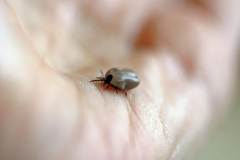 Nido di zecche in giardino? Ecco come si può trovare facilmente