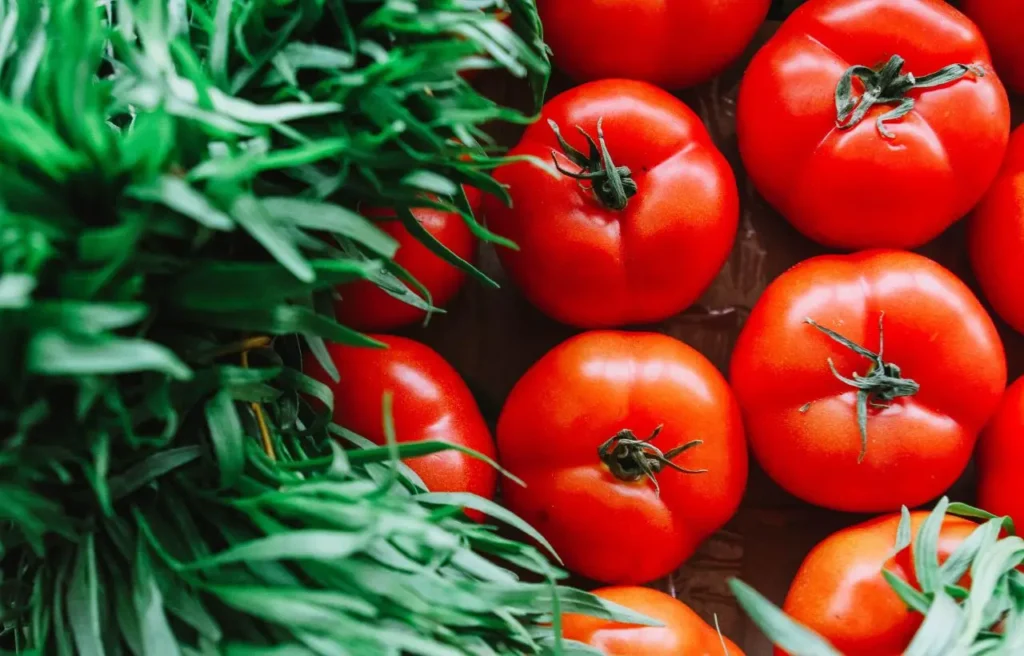 Cosa accade quando utilizzi la cenere per fertilizzare i pomodori? Ecco la risposta