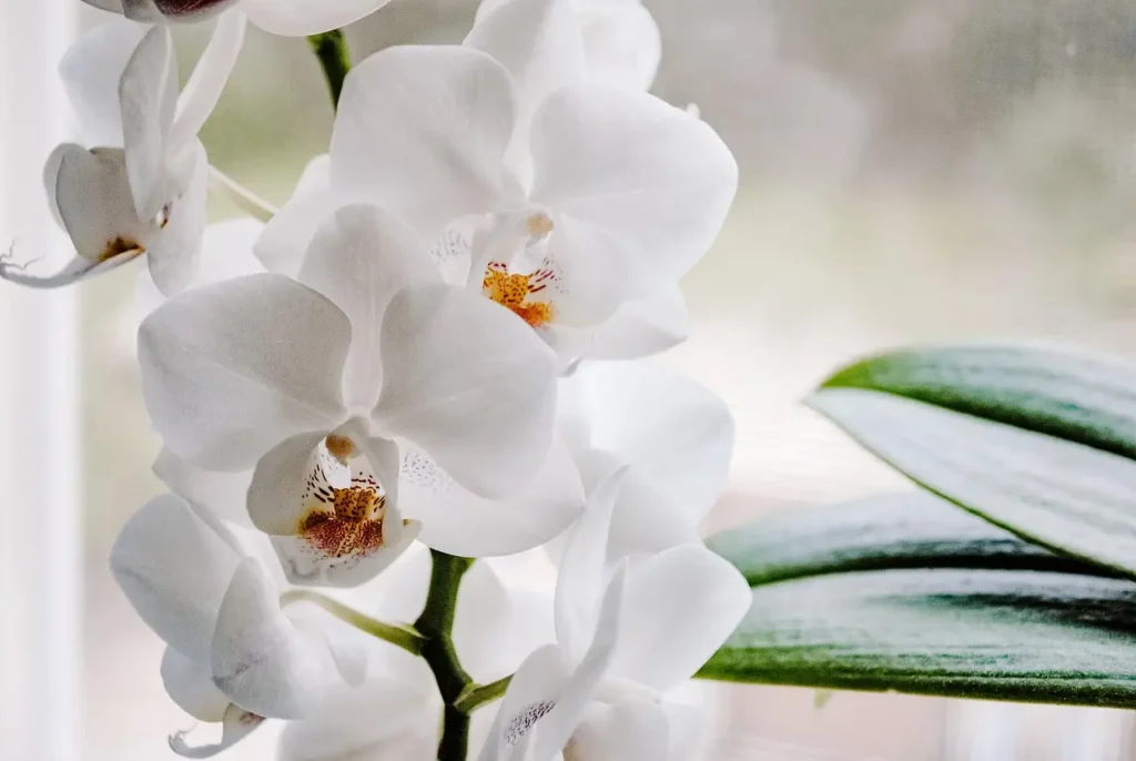ecco la guida del giardiniere