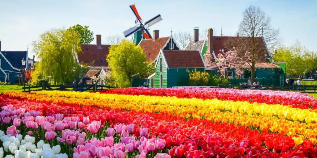 Quando si piantano i tulipani? Ecco il momento ideale per una fioritura perfetta