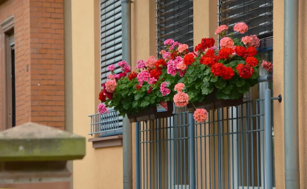 Hai gerani in balcone? Scopri i segreti per una fioritura abbondante tutto l’anno!
