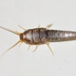 Come eliminare i pesciolini d’argento: ecco i cinque trucchetti