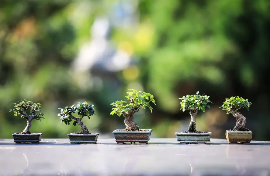 Bonsai, ecco come si cura: il trucco del giardiniere