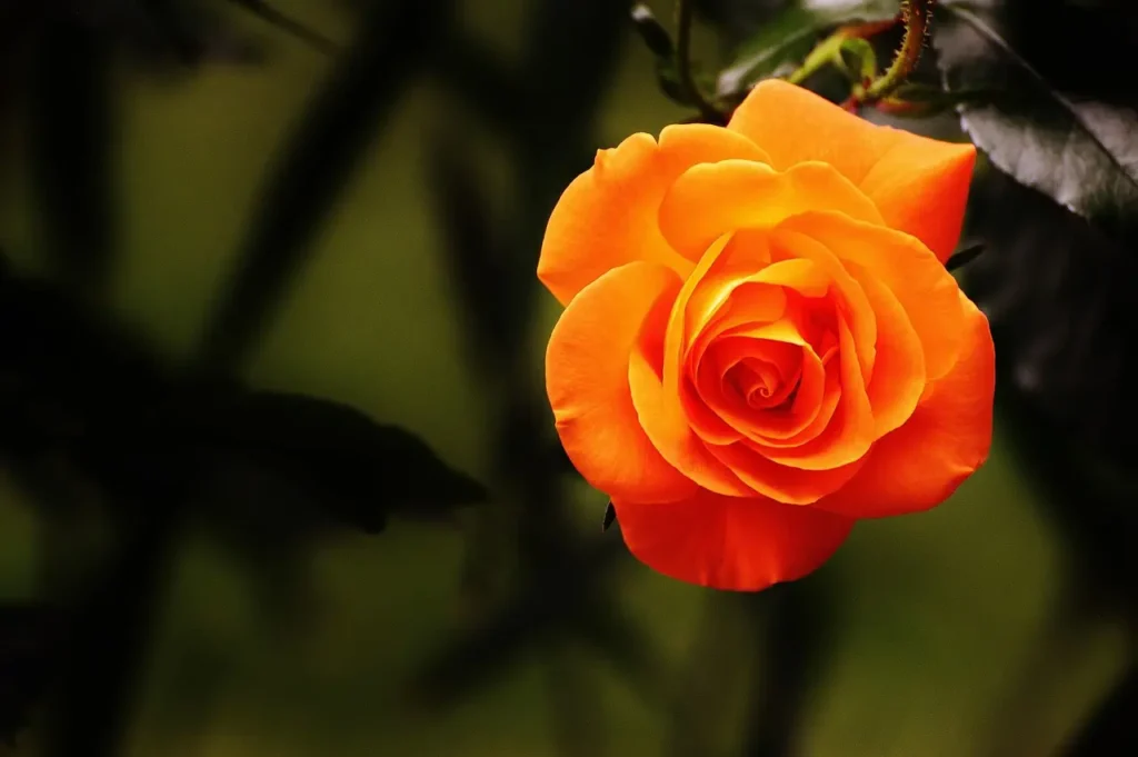 Quando potare le rose: il periodo ideale