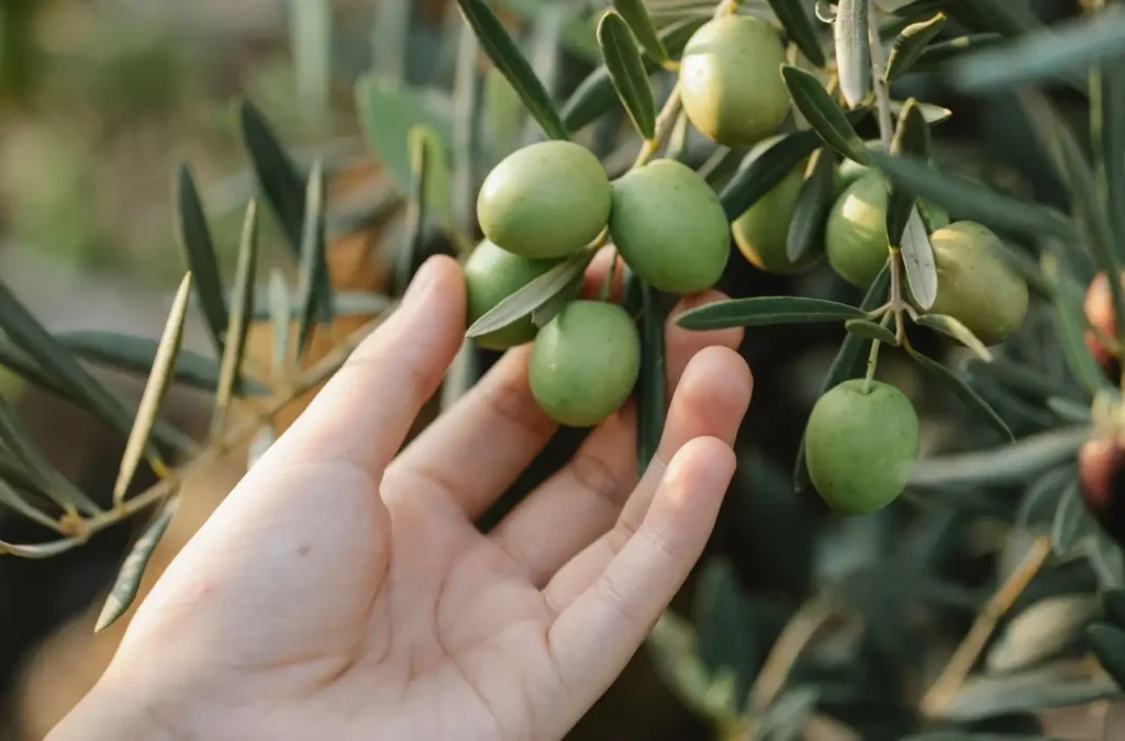 Quando potare l’olivo? I tre consigli degli esperti