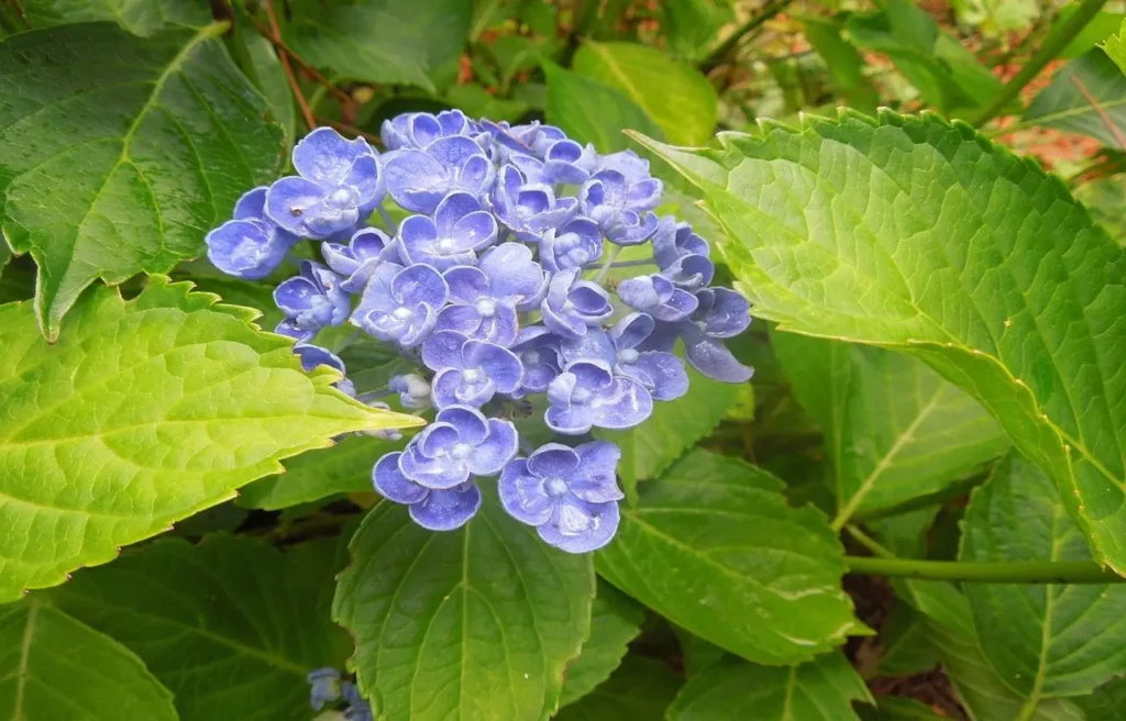 l’ortensia che illumina il giardino