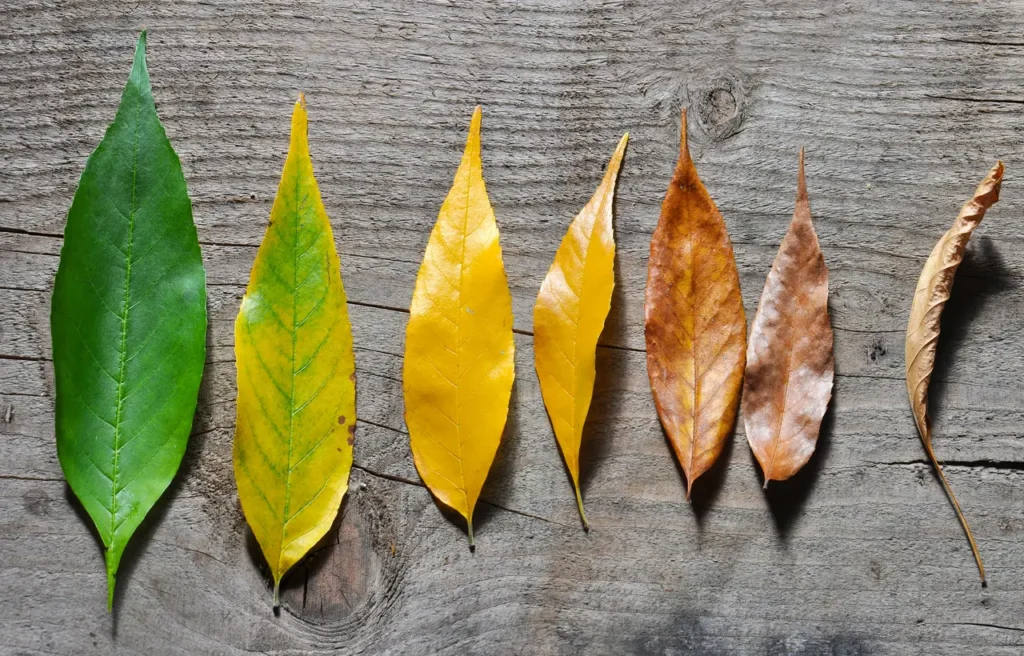 Perchè le mie piante hanno le foglie gialle? Ecco la verità