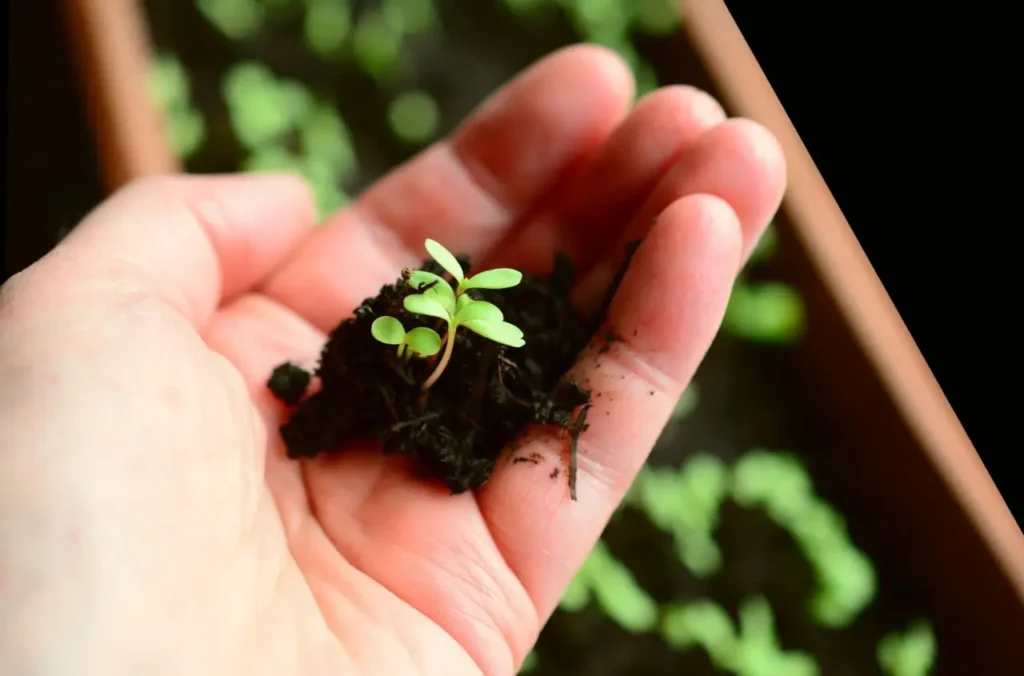 Cosa seminare a marzo? Ecco la risposta del giardiniere