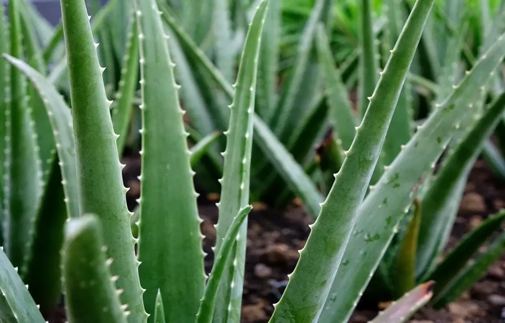 i cinque trucchi del giardiniere esperto