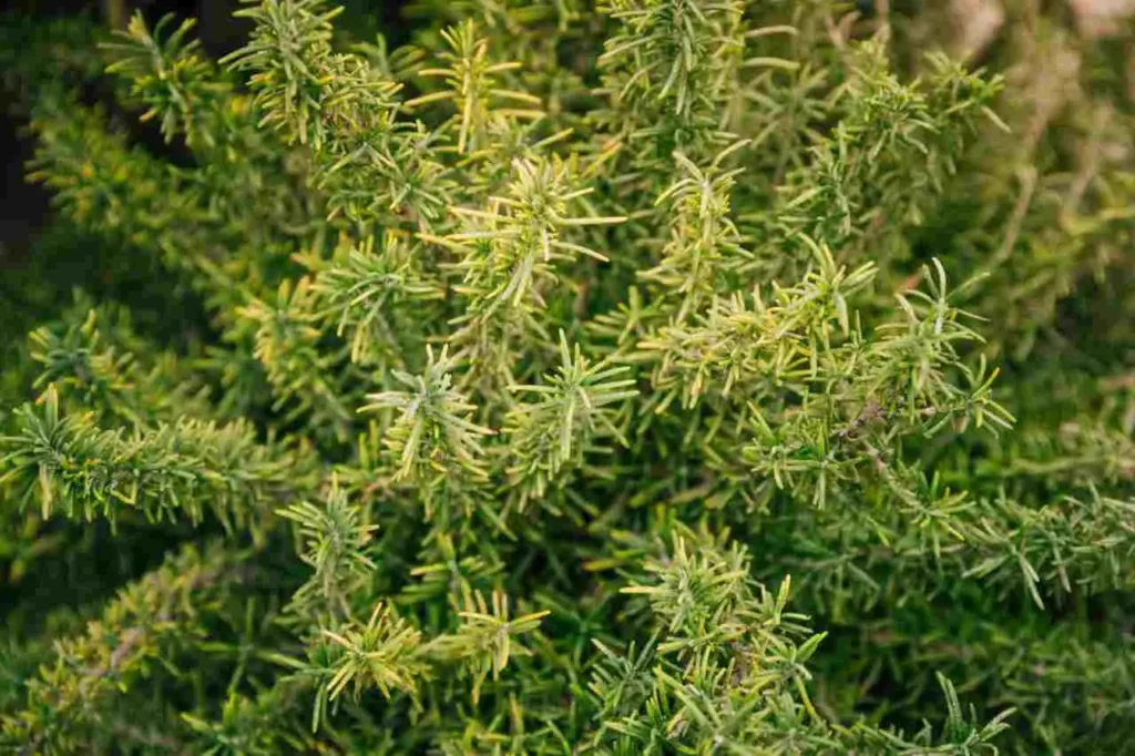 Rosmarino rigoglioso usando un sistema “fuorilegge” per il giardinaggio: la guida completa