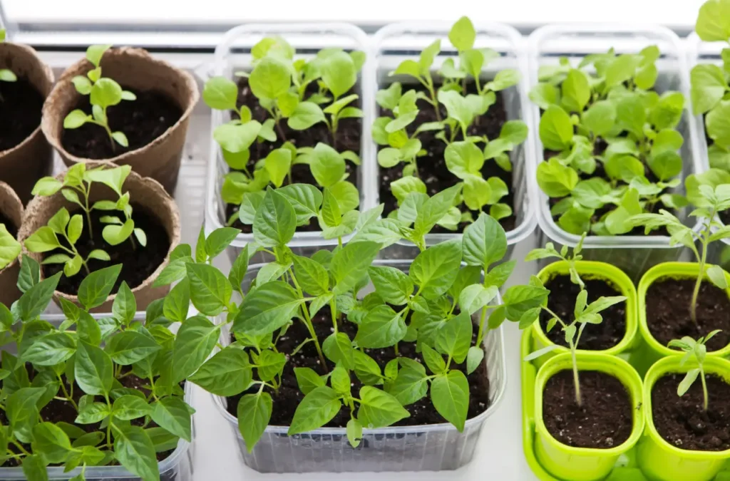 Come si coltivano piante di basilico rigogliose in casa: trucchi dei giardinieri esperti