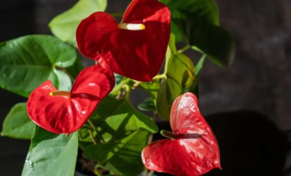 Come tenere un Anthurium in casa? Ecco la guida
