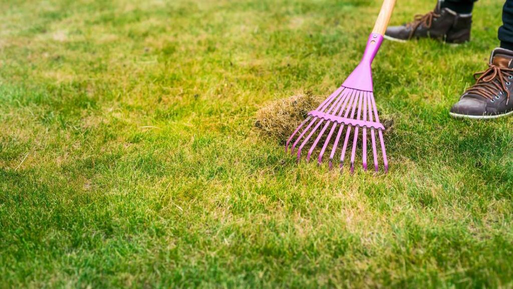 Come accendere il prato giallo in primavera – controlla prima le radici