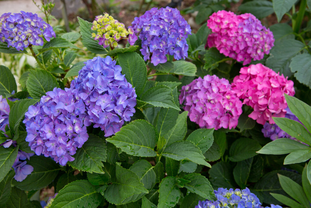 Perché i nutrienti hanno bisogno di ortensie? Dai loro un impulso di primavera con un trattamento di fioritura intensiva