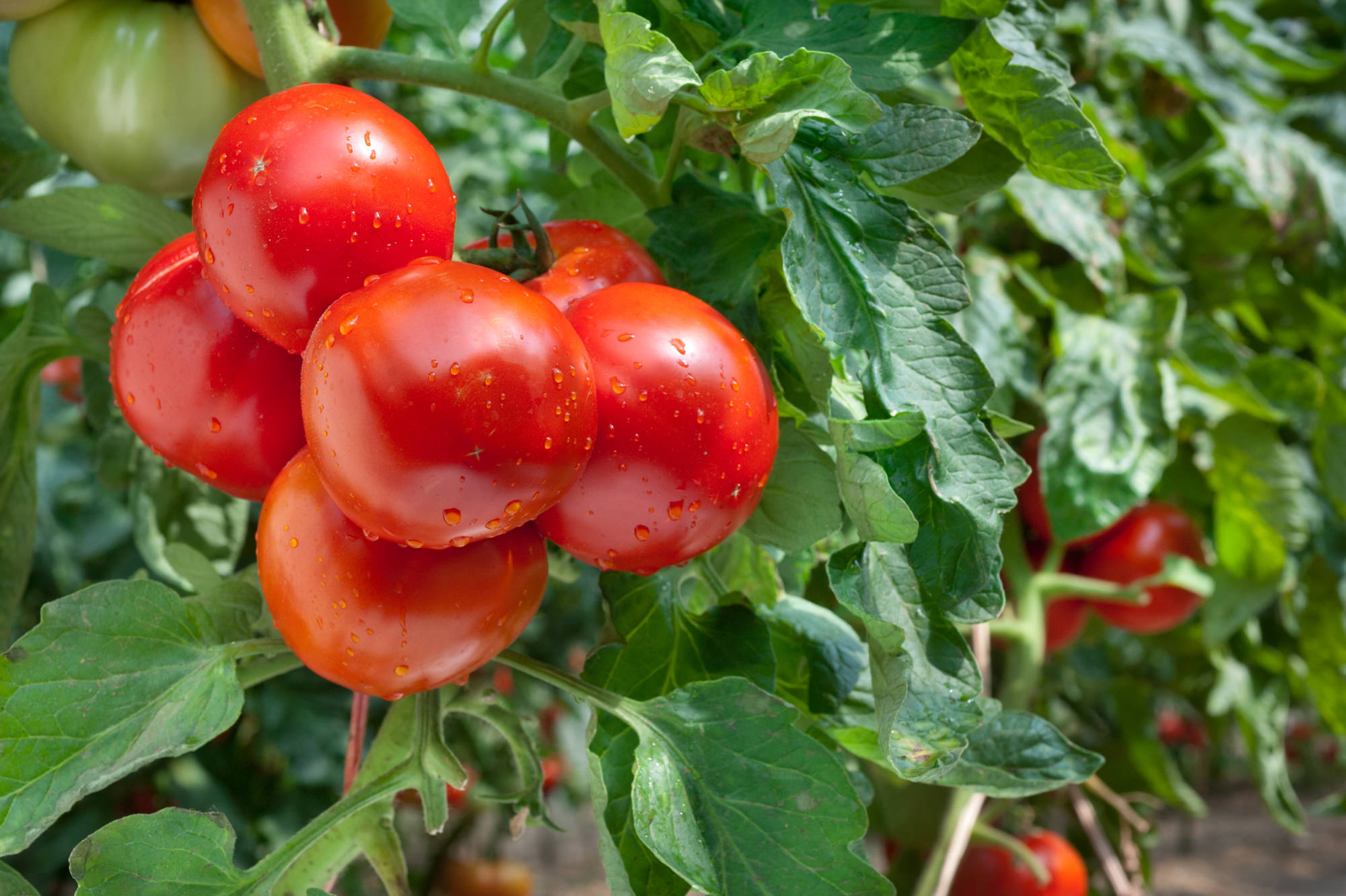 Quali verdure gli piace crescere l’una accanto all’altra? Considera quando semini e pianti