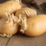 Puoi mangiare patate germogliate? Gli esperti chiariscono le preoccupazioni