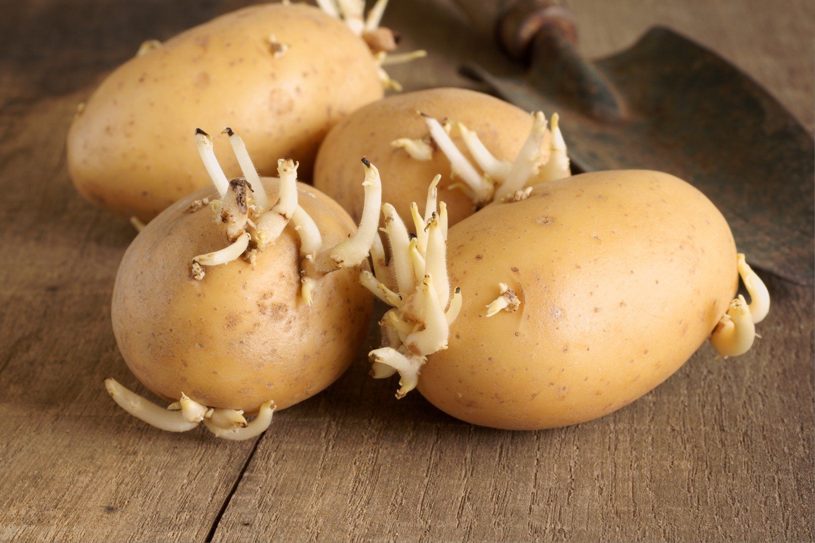 Puoi mangiare patate germogliate? Gli esperti chiariscono le preoccupazioni