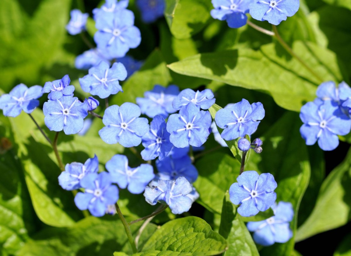 Perenne terreno che copre le piante per punti ombreggiati nel giardino. Specie coltivate meno comuni