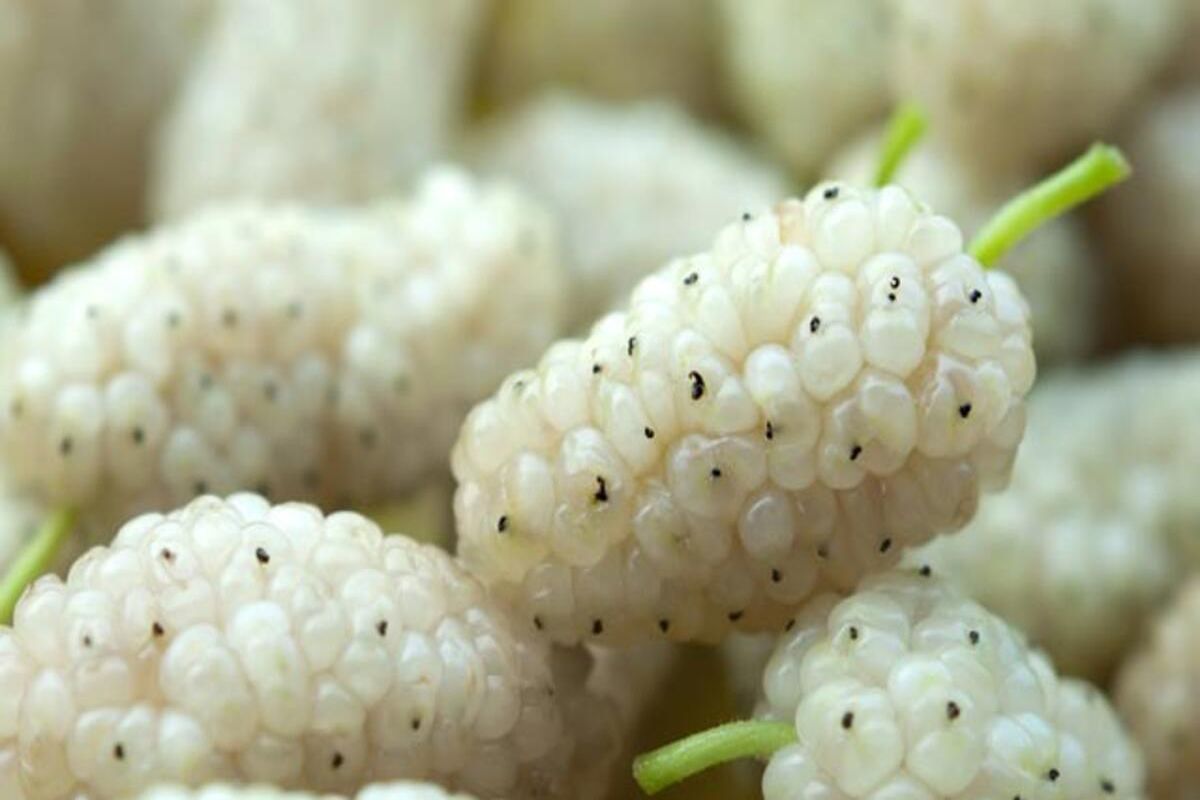 Oro bianco. Riduce la brama di dolci, abbassa lo zucchero e ti aiuta a perdere peso.